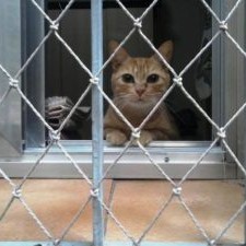 astro-rede-de-proteção-para-gatos2