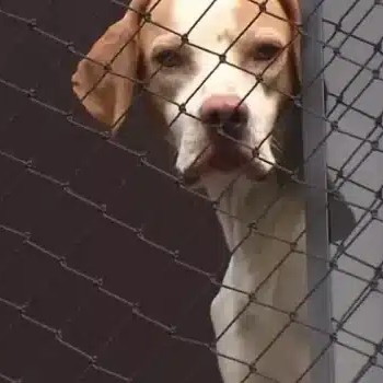 tela-de-protecao-para-cachorros-pplcdh2o0s3p1hkpx34mtpi96f9v8w2eltutrl3p2k2